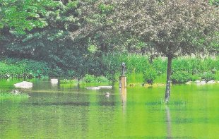 Hochwasser am Barfußweg